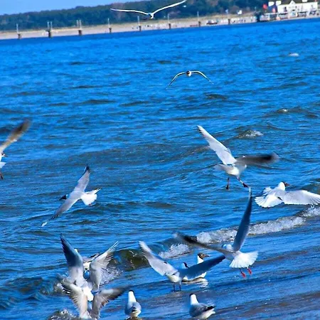 Nyaraló With 3 Bedrooms Heringsdorf